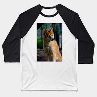 Dingo Gaze Baseball T-Shirt